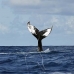 whale_humpback_v_00902_dom3052.jpg